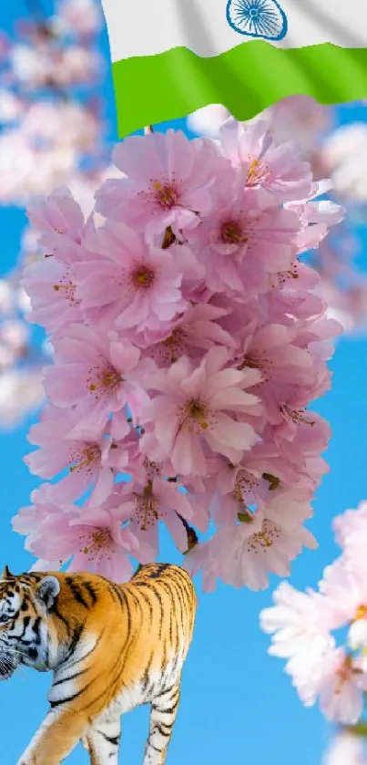 Tiger with cherry blossoms and Indian flag on sky blue background.