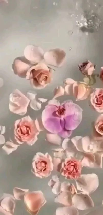 Soft pink roses and a purple orchid in water wallpaper.