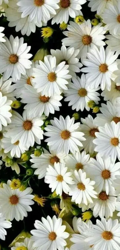 Elegant white daisy mobile wallpaper design.