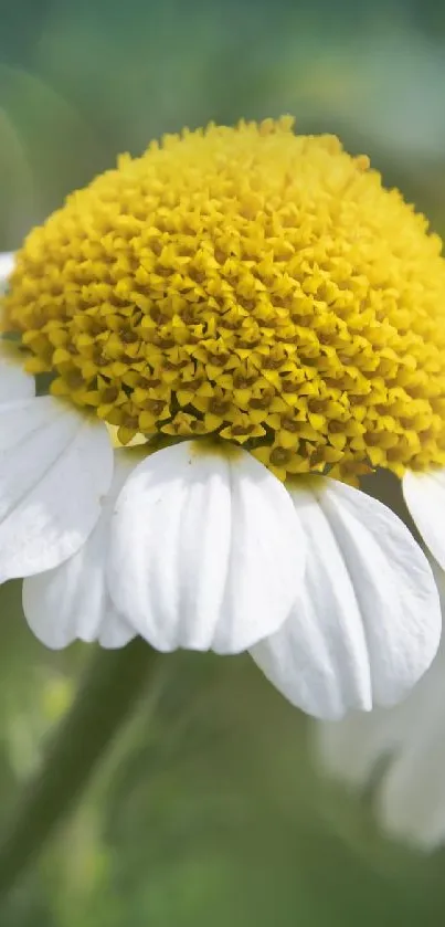 Close-up of daisies with yellow centers on a green bokeh background.