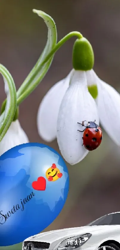 Snowdrop flower with ladybug and car.