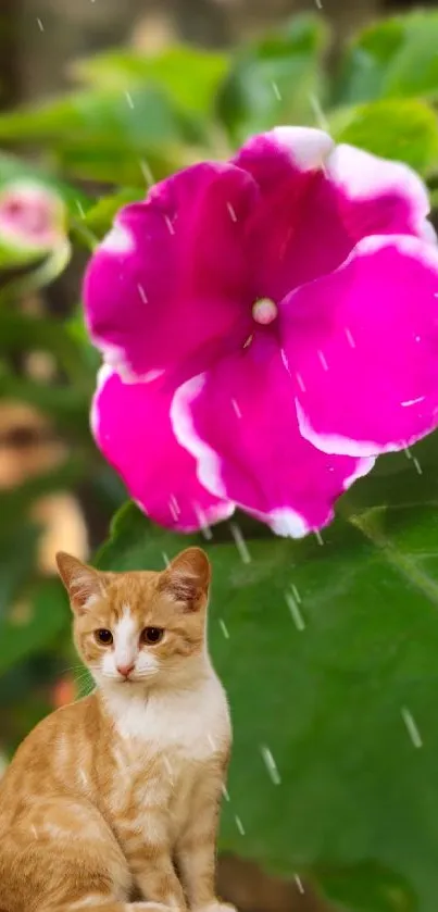 Mobile wallpaper with pink flower and ginger cat.