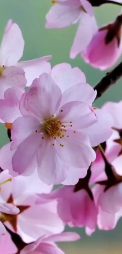 Flower Botany Plant Live Wallpaper