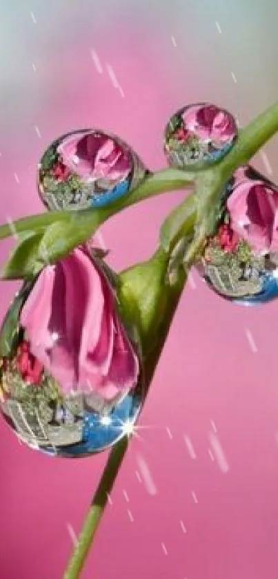 Close-up of flower reflections in water droplets on green leaves with pink background.