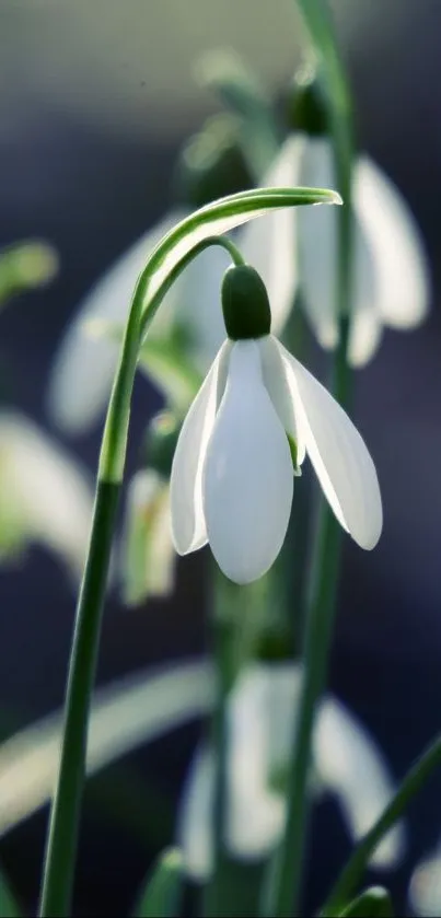 plant Live Wallpaper