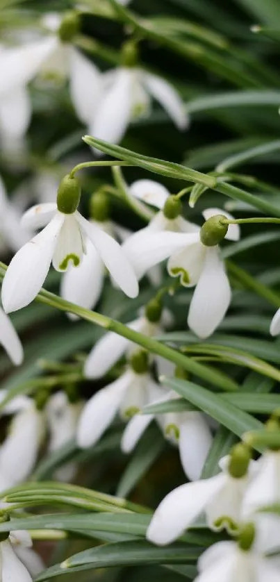 Flower Galanthus Plant Live Wallpaper