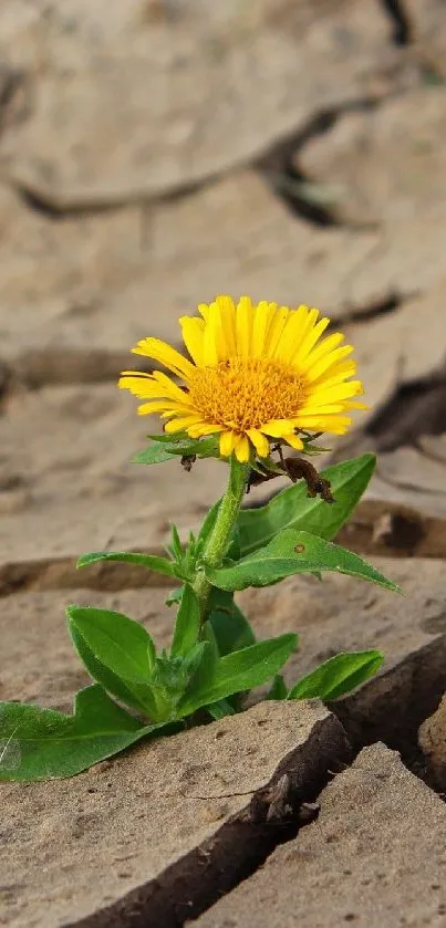 Yellow flower grows in cracked desert earth.