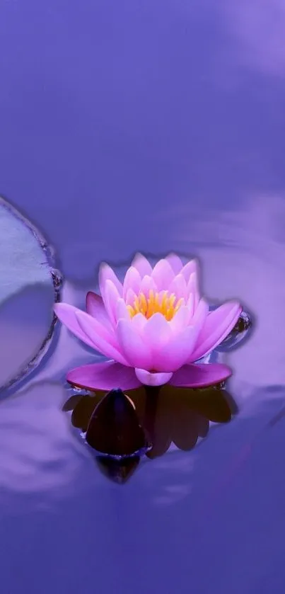 Broming Live Wallpaper