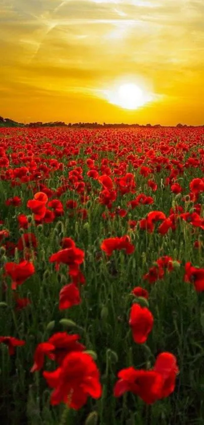 Flower Orange Plant Live Wallpaper