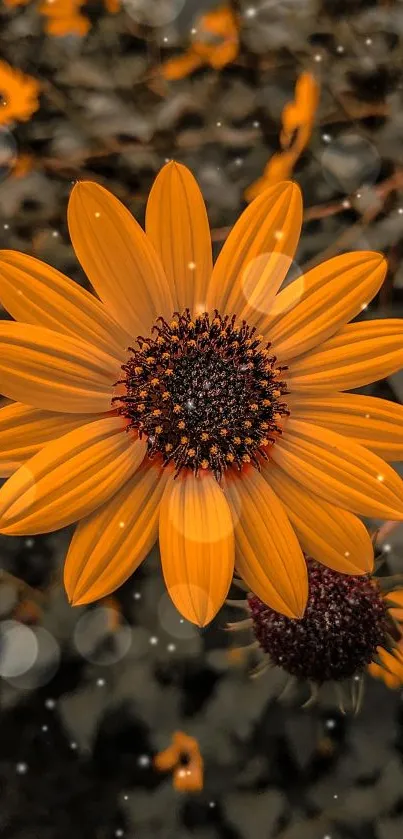 Flower Orange Plant Live Wallpaper