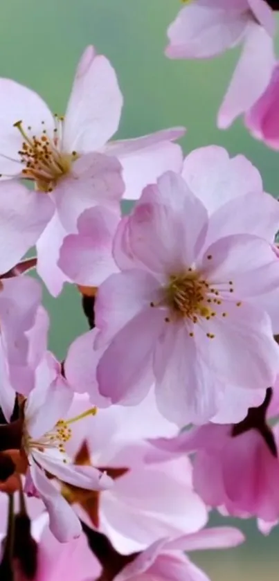 Flower Petal Branch Live Wallpaper