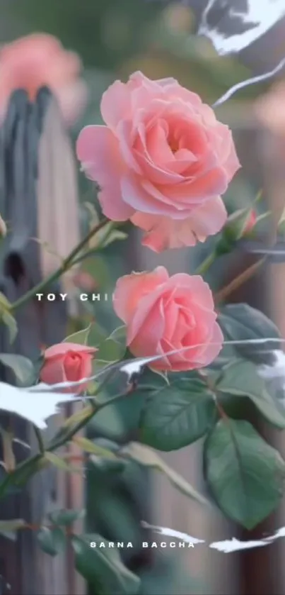 Flower Petal Garden Roses Live Wallpaper