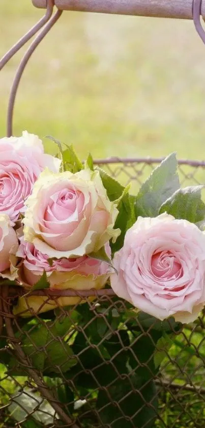 Flower Petal Pink Live Wallpaper
