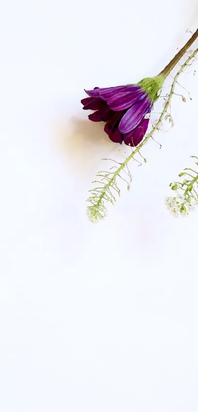 Flower Petal Pink Live Wallpaper