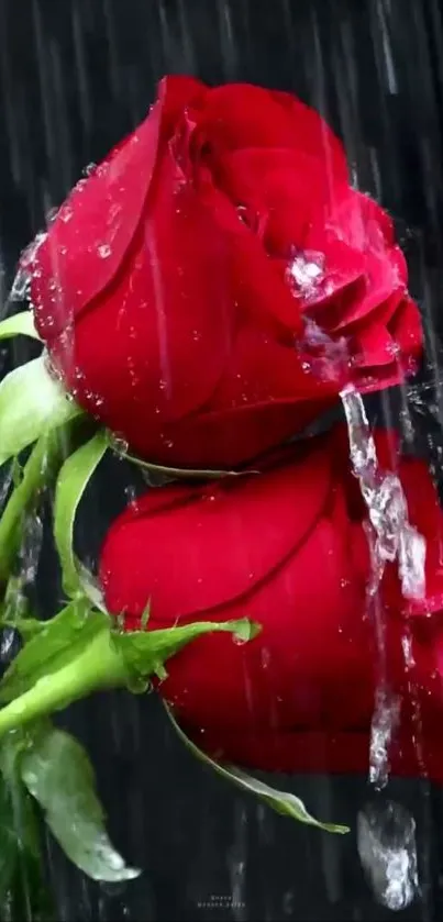 Flower Petal Red Live Wallpaper