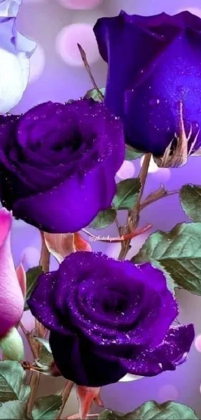 Flower Photograph Purple Live Wallpaper