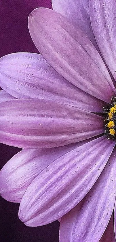 Flower Plant African Daisy Live Wallpaper