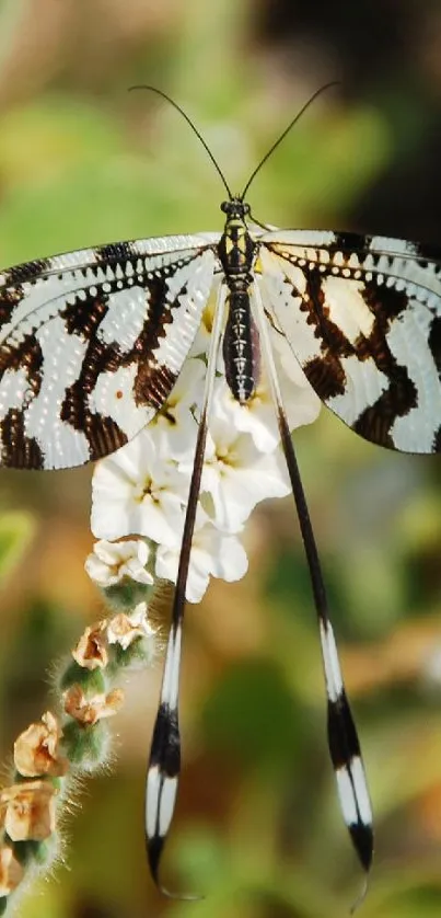 Flower Plant Arthropod Live Wallpaper