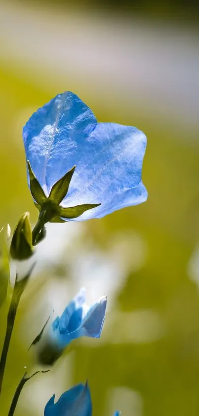 3d flower  Live Wallpaper