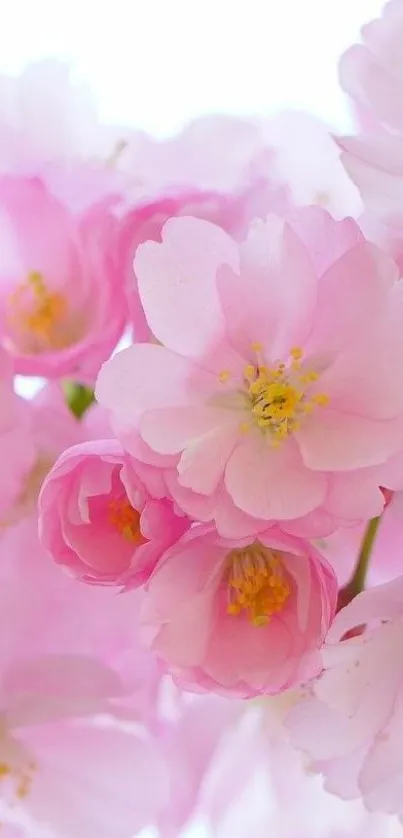 Flower Plant Bloom Live Wallpaper