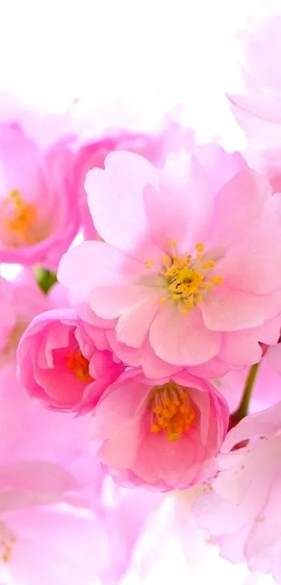 Flower Plant Bloom Live Wallpaper