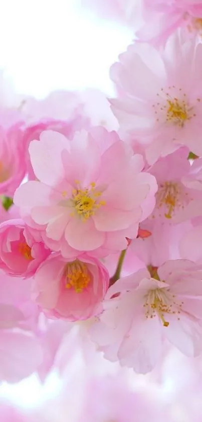 Flower Plant Bloom Live Wallpaper