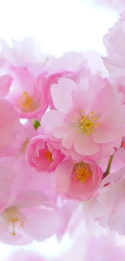 Flower Plant Bloom Live Wallpaper