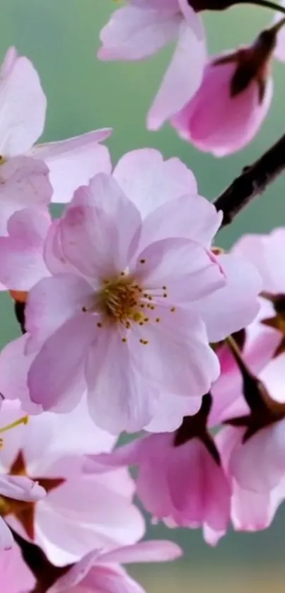 Flower Plant Botany Live Wallpaper