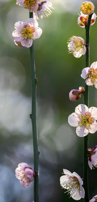 Flower Plant Botany Live Wallpaper