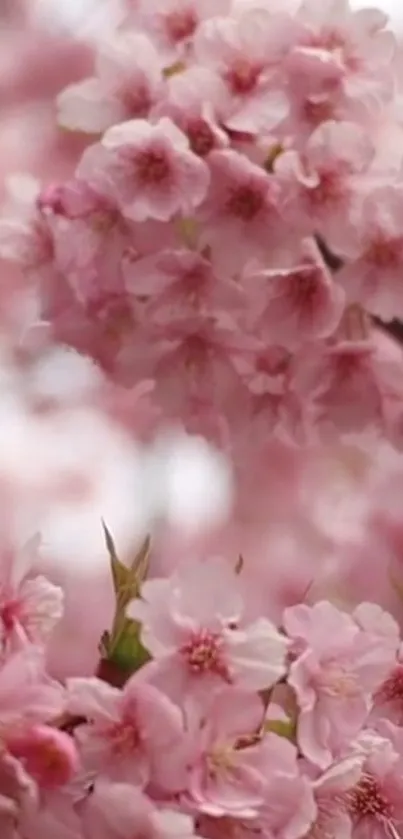 Flower Plant Botany Live Wallpaper