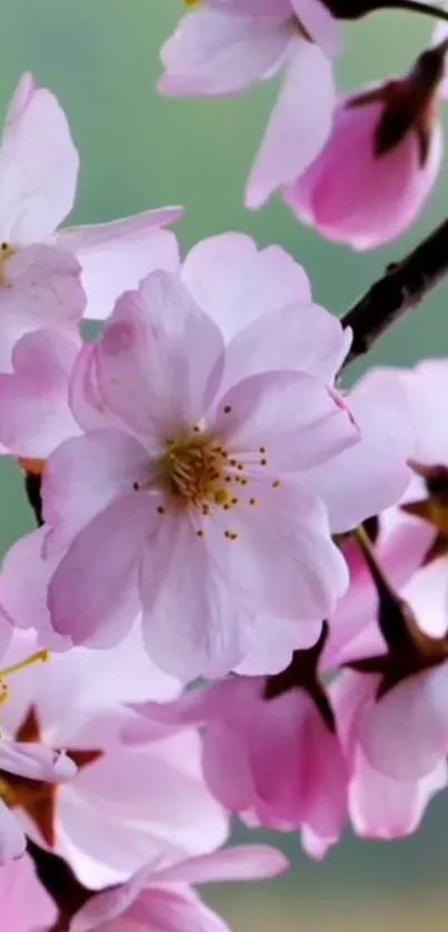 Flower Plant Botany Live Wallpaper