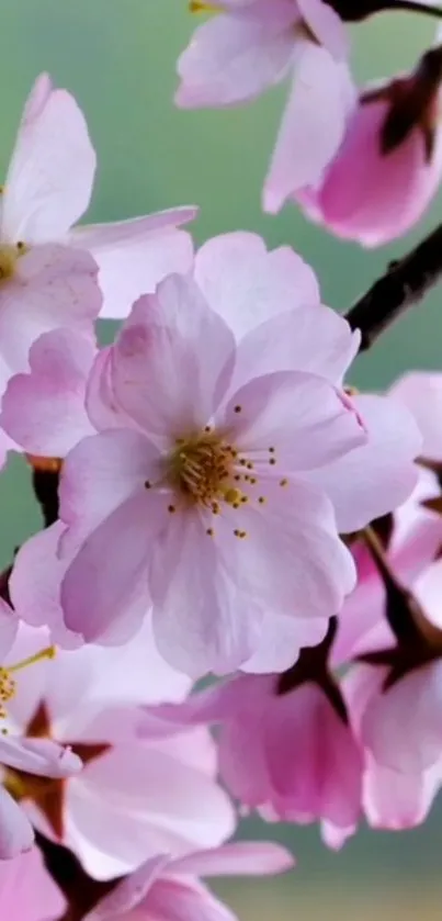 Flower Plant Branch Live Wallpaper