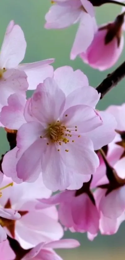 Flower Plant Branch Live Wallpaper