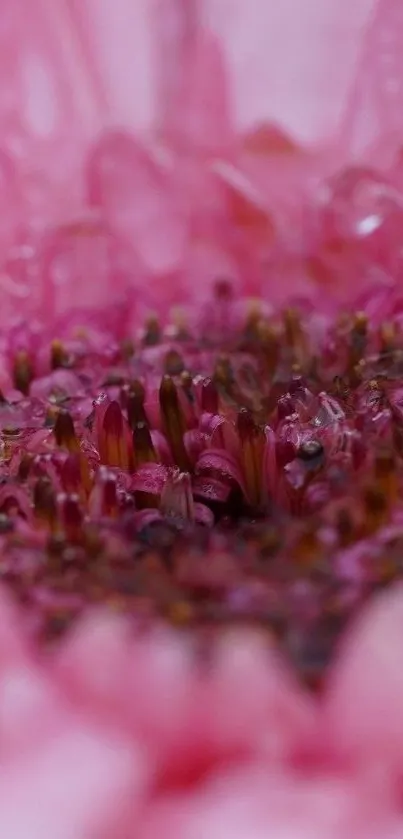 Flower Plant Closeup Live Wallpaper