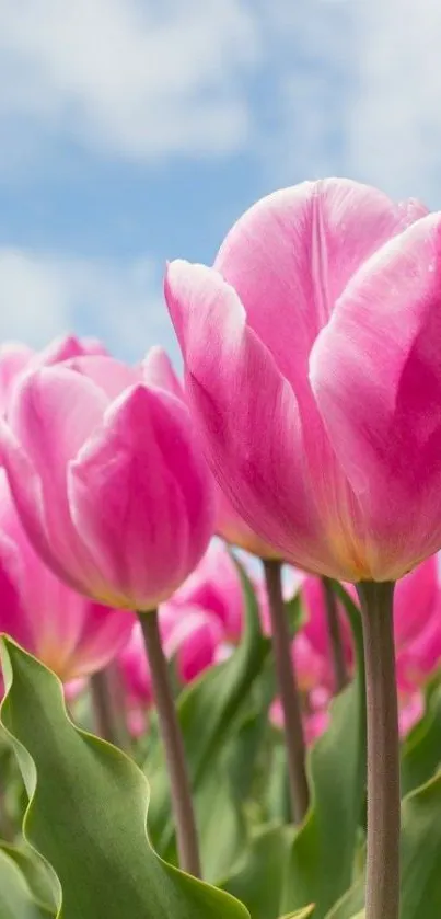 Flower Plant Cloud Live Wallpaper