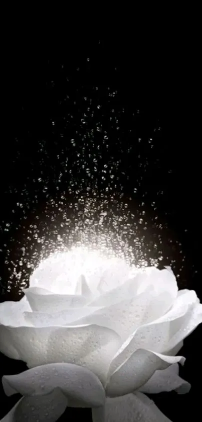 Flower Plant Droplet Live Wallpaper