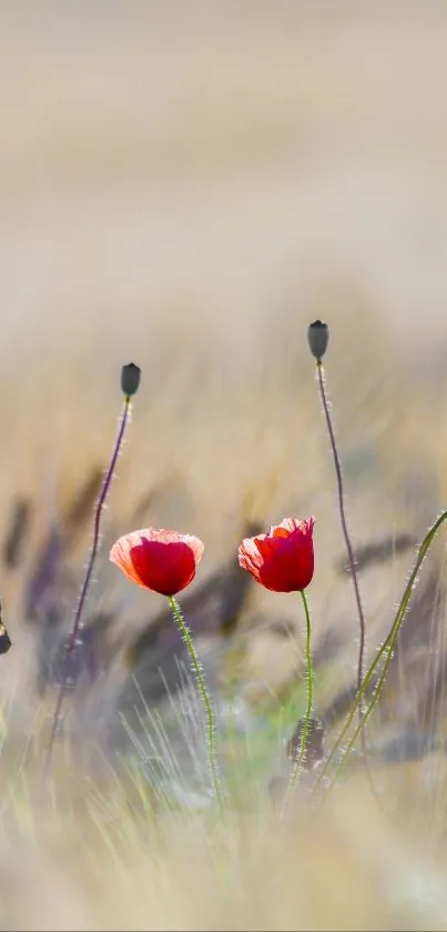 Flower Plant Ecoregion Live Wallpaper