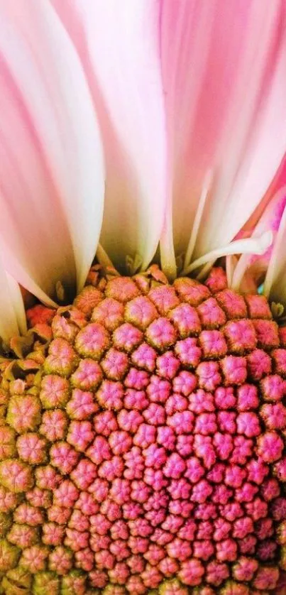 Flower Plant Fruit Live Wallpaper