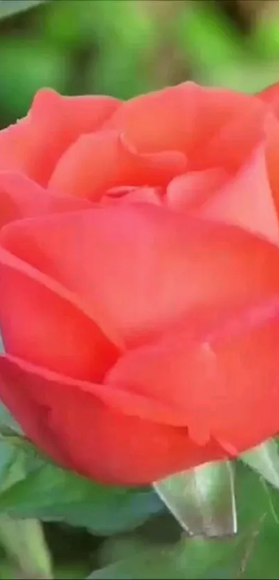 Flower Plant Grass Live Wallpaper