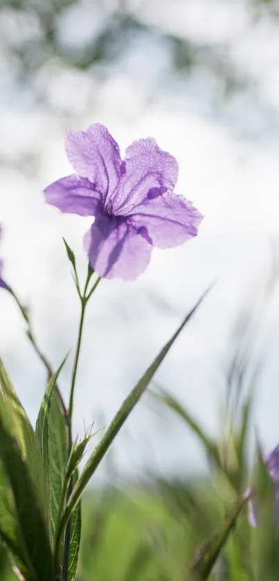 Flower Plant Grass Live Wallpaper