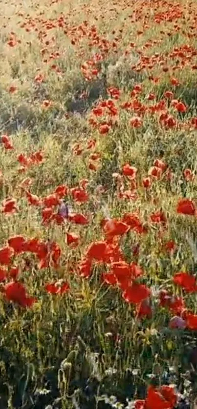 Flower Plant Grass Live Wallpaper