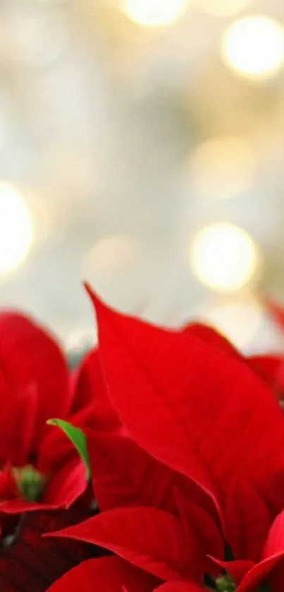 Flower Plant Grass Live Wallpaper