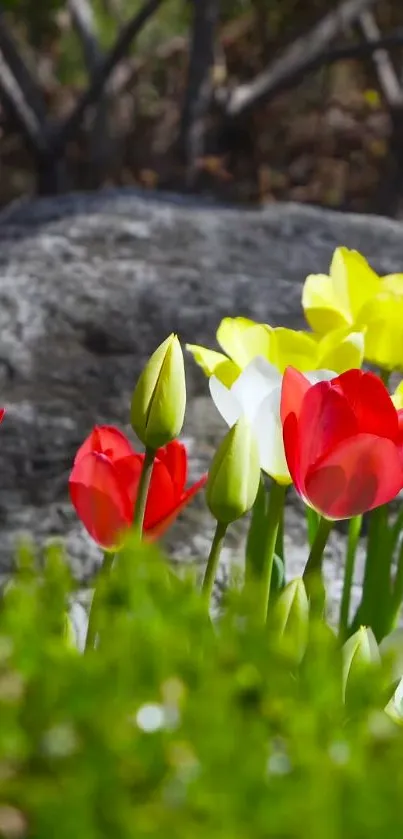 Flower Plant Grass Live Wallpaper