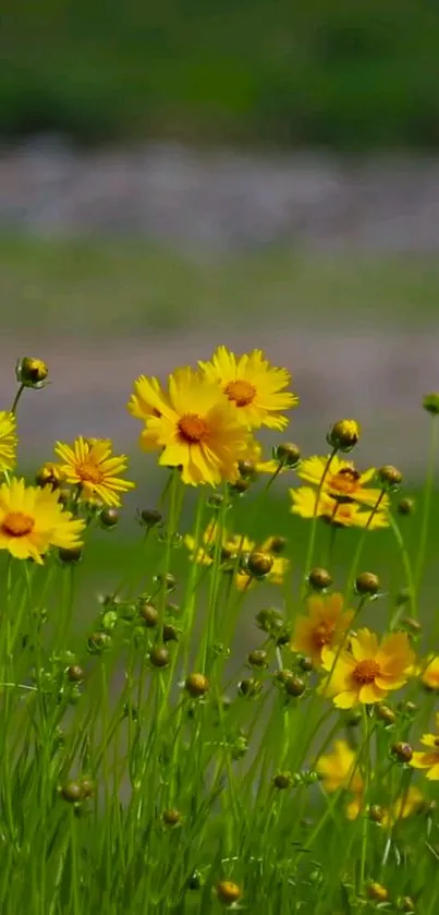 Flower Plant Grass Live Wallpaper
