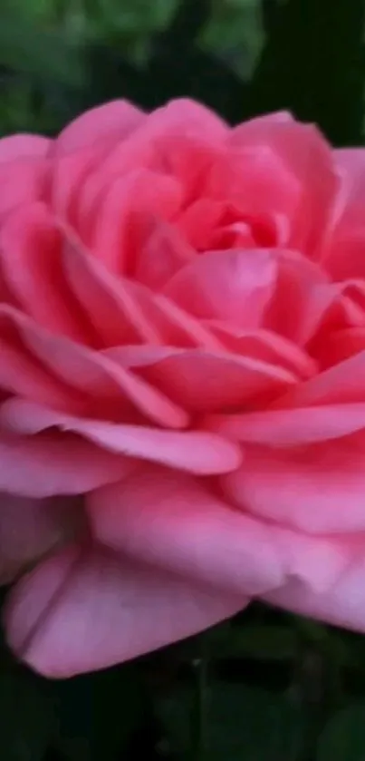 Flower Plant Grass Live Wallpaper