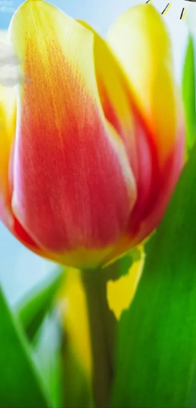 Flower Plant Grass Live Wallpaper