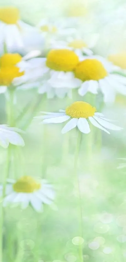 Flower Plant Grass Live Wallpaper