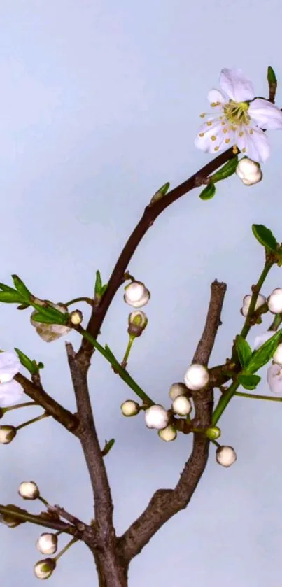Flower Plant Indoor Live Wallpaper