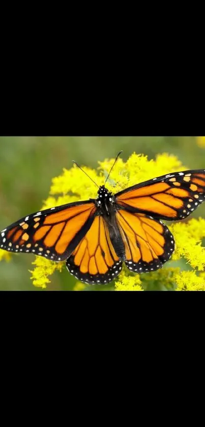 Flower Plant Invertebrate Live Wallpaper