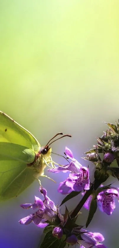 Flower Plant Invertebrate Live Wallpaper